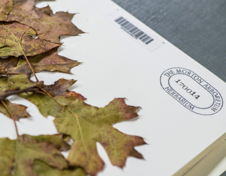The Morton Arboretum