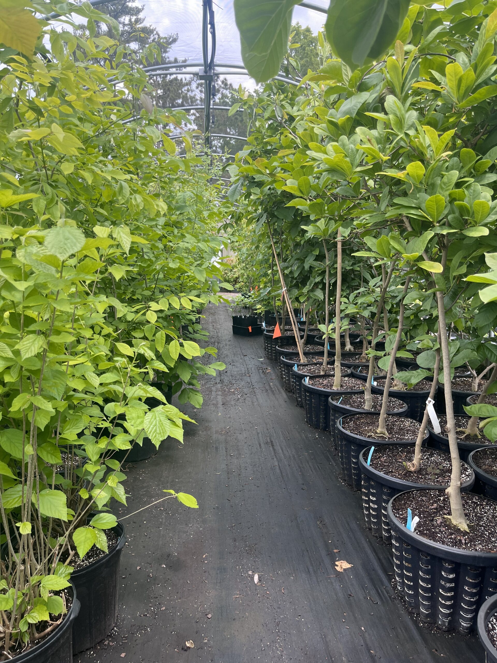 The Morton Arboretum