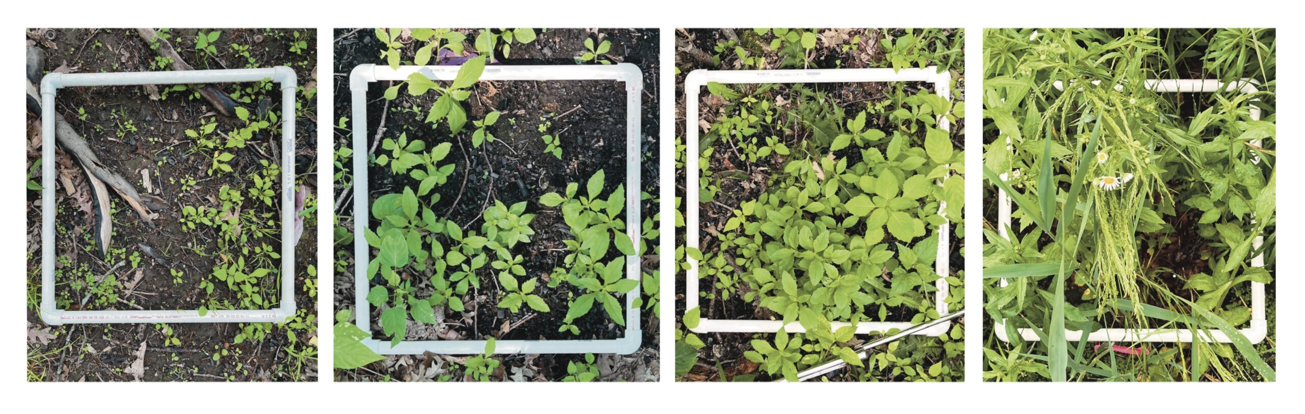 The Morton Arboretum