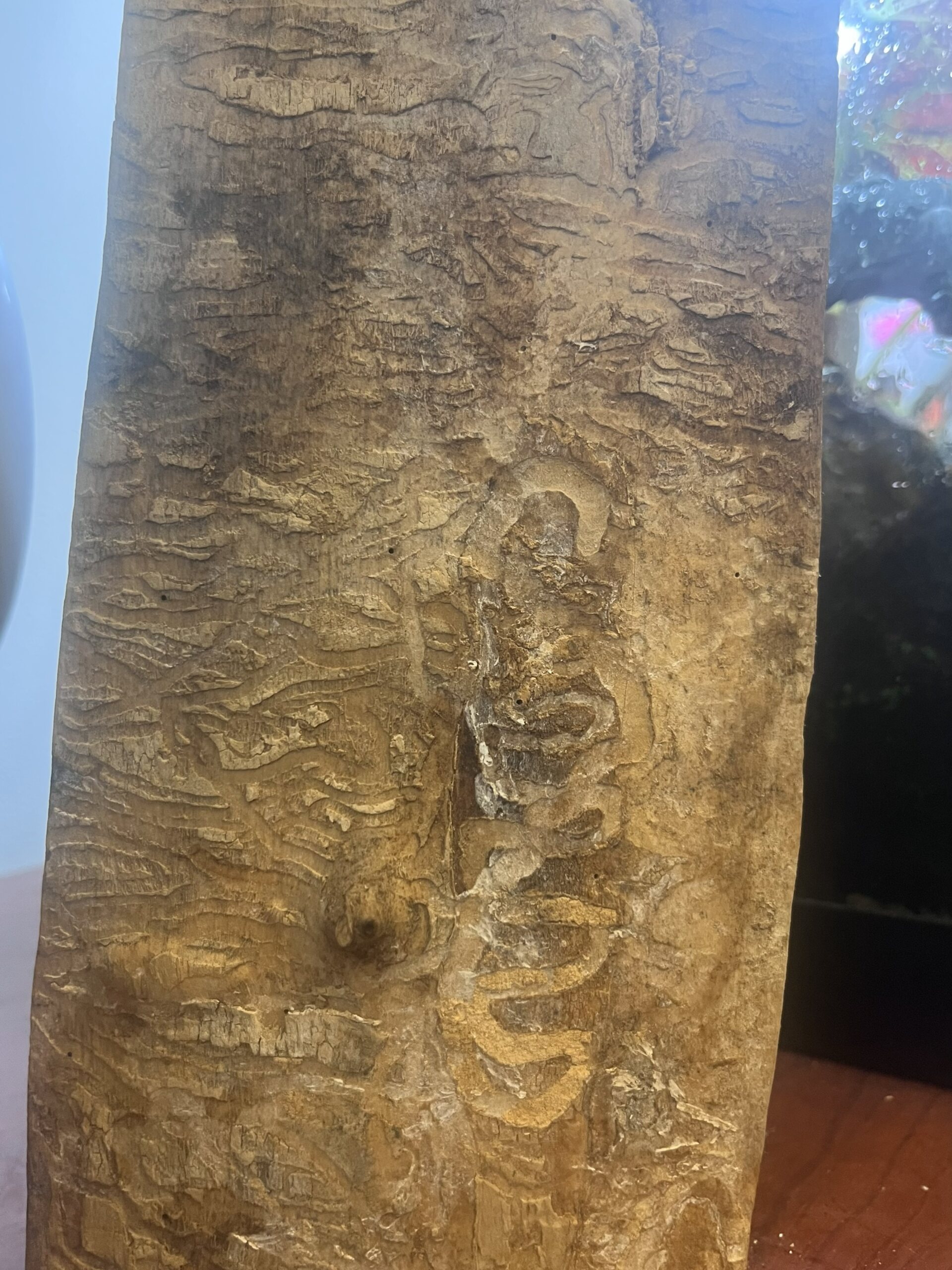 The Morton Arboretum