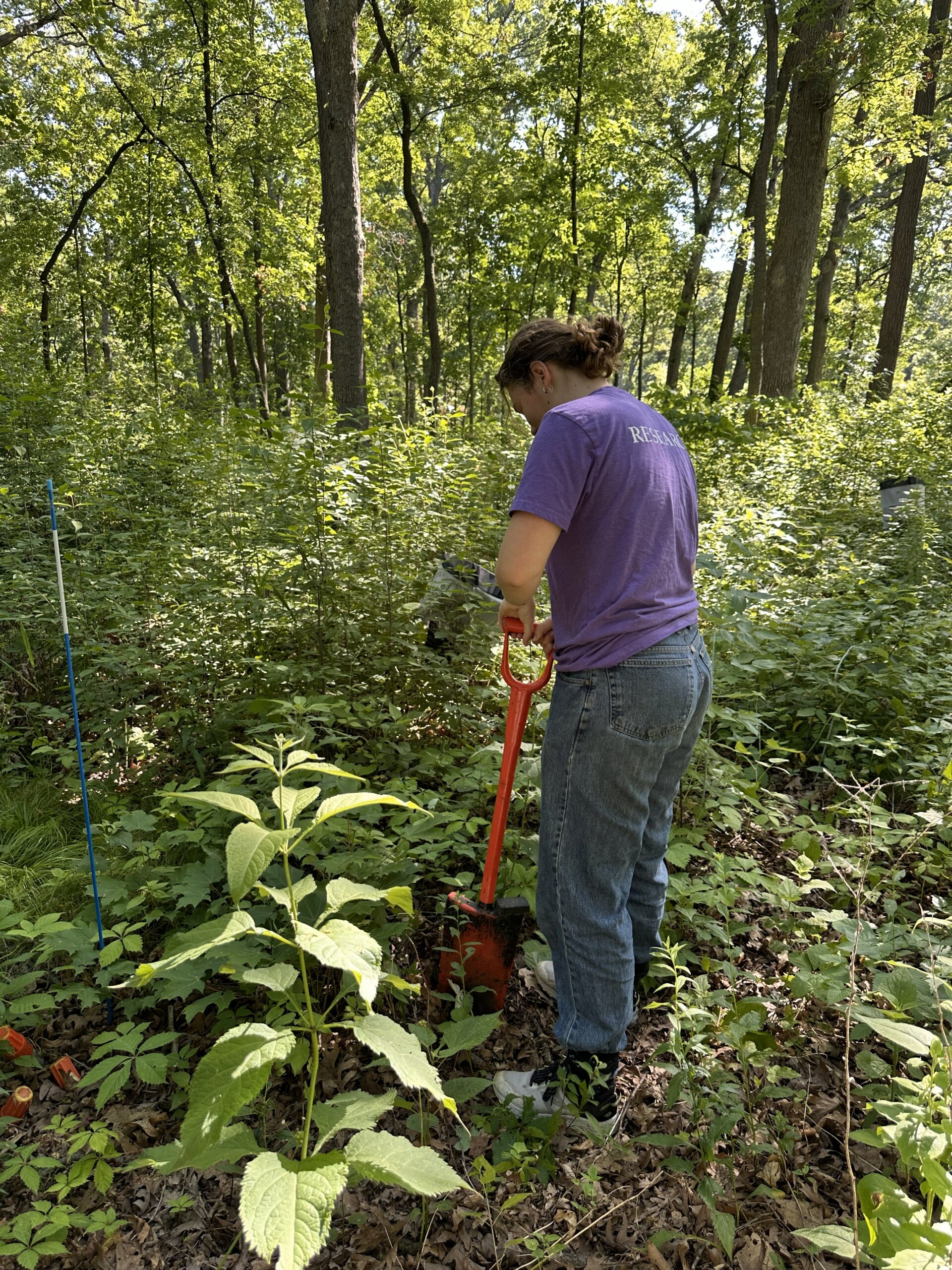 The Morton Arboretum