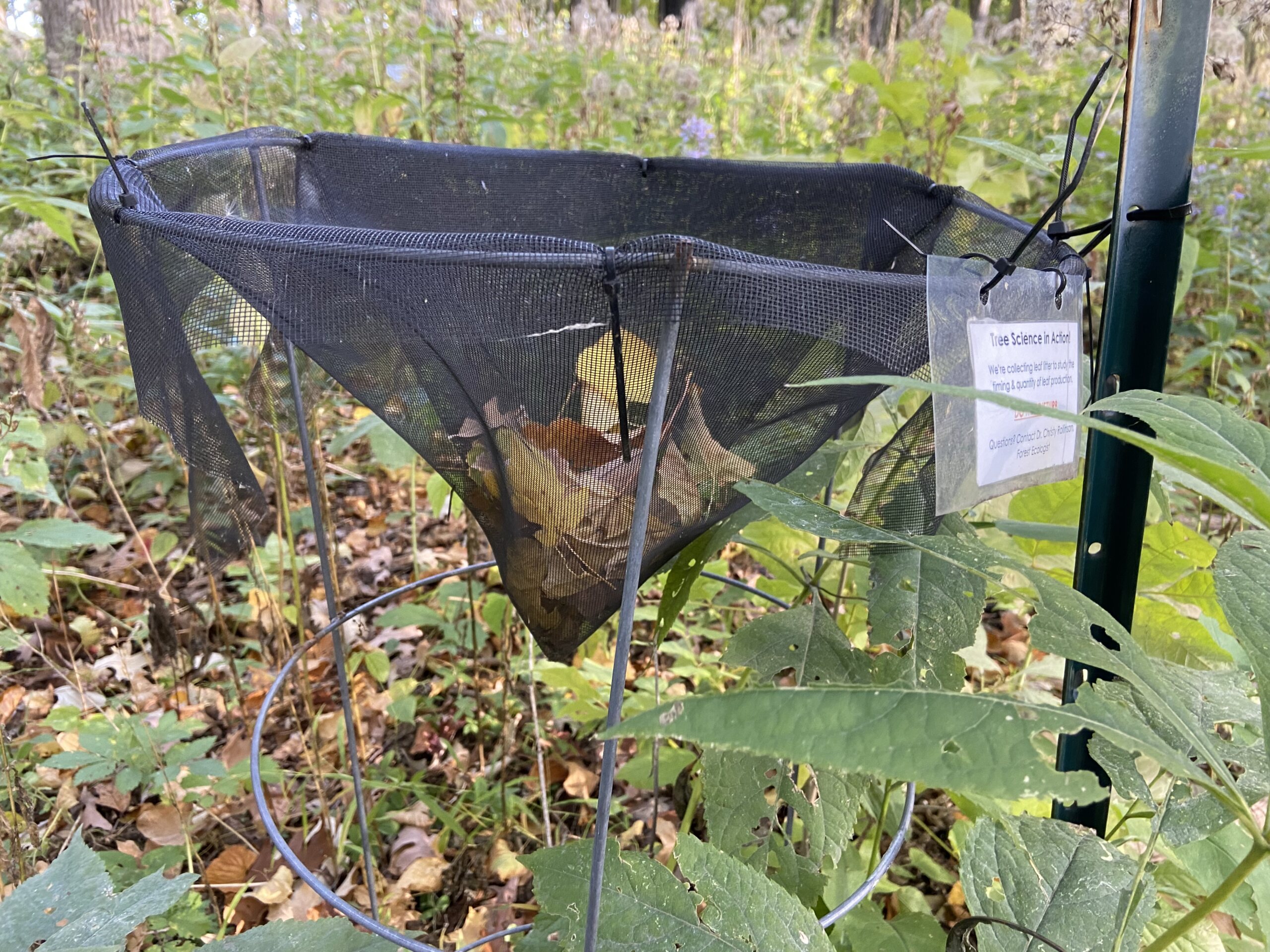 The Morton Arboretum