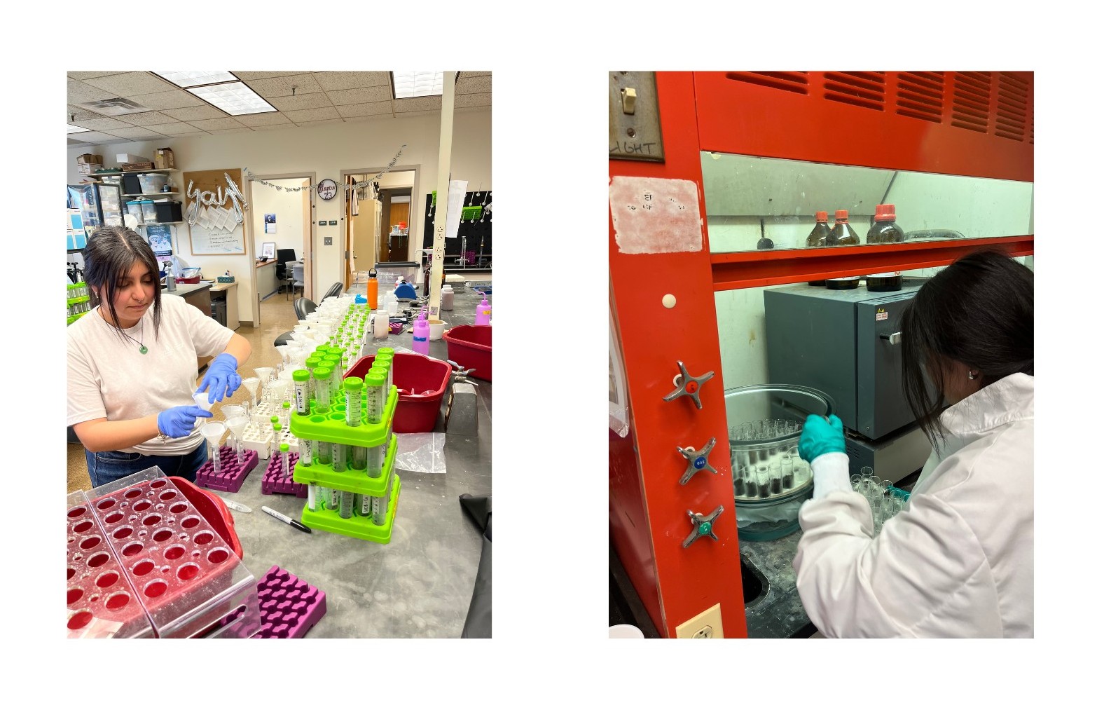 The Morton Arboretum