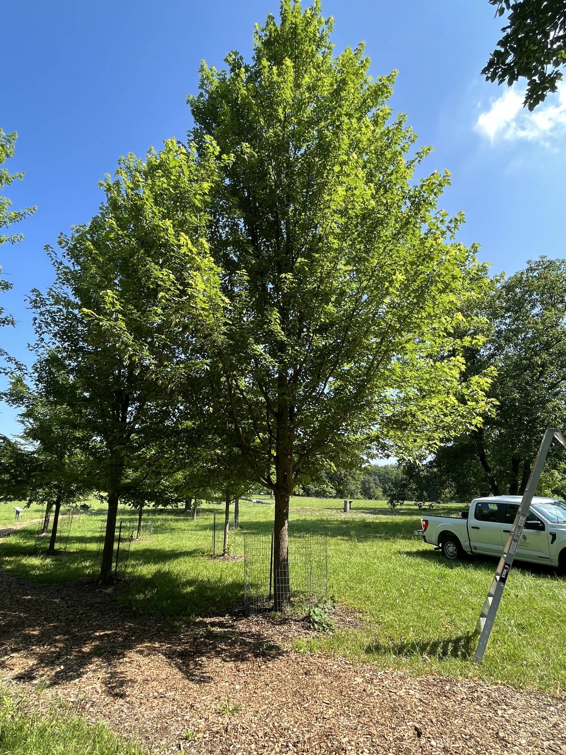The Morton Arboretum