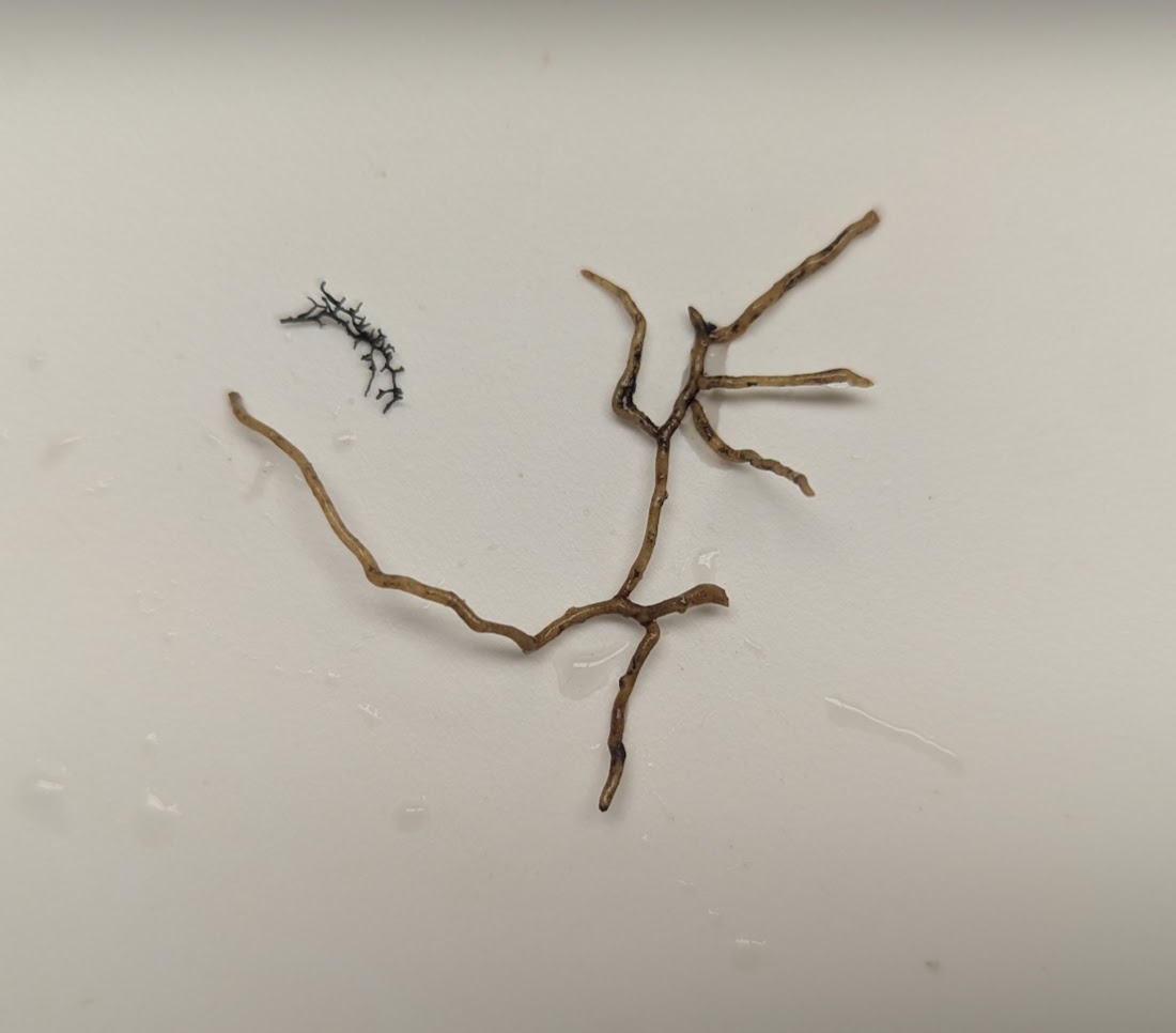 The Morton Arboretum