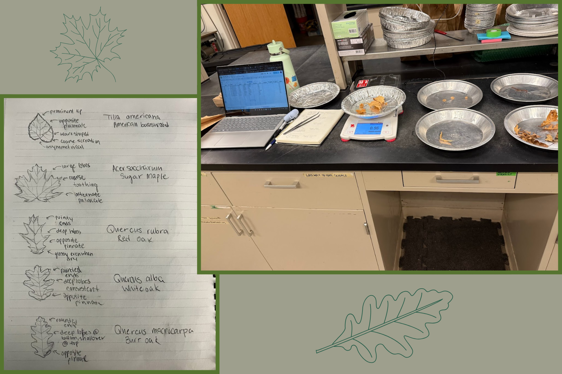 The Morton Arboretum