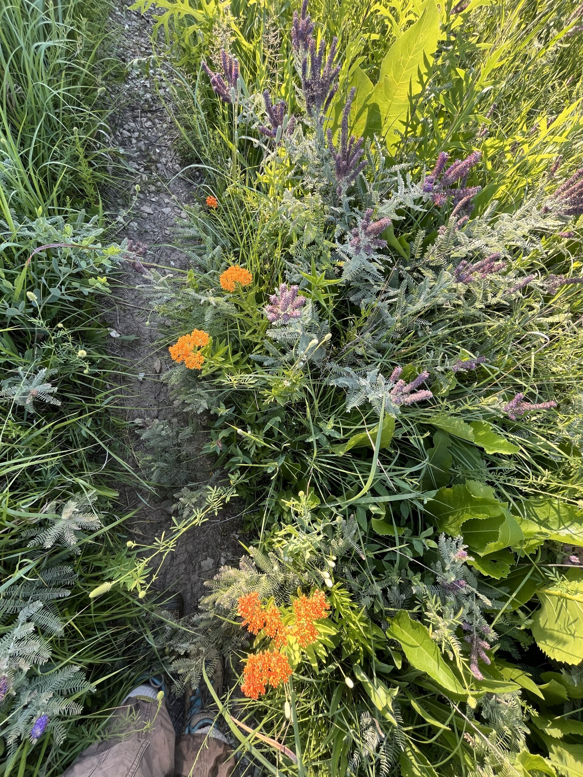 The Morton Arboretum