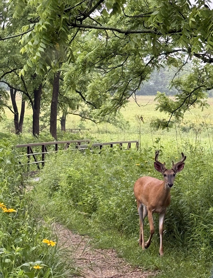 The Morton Arboretum