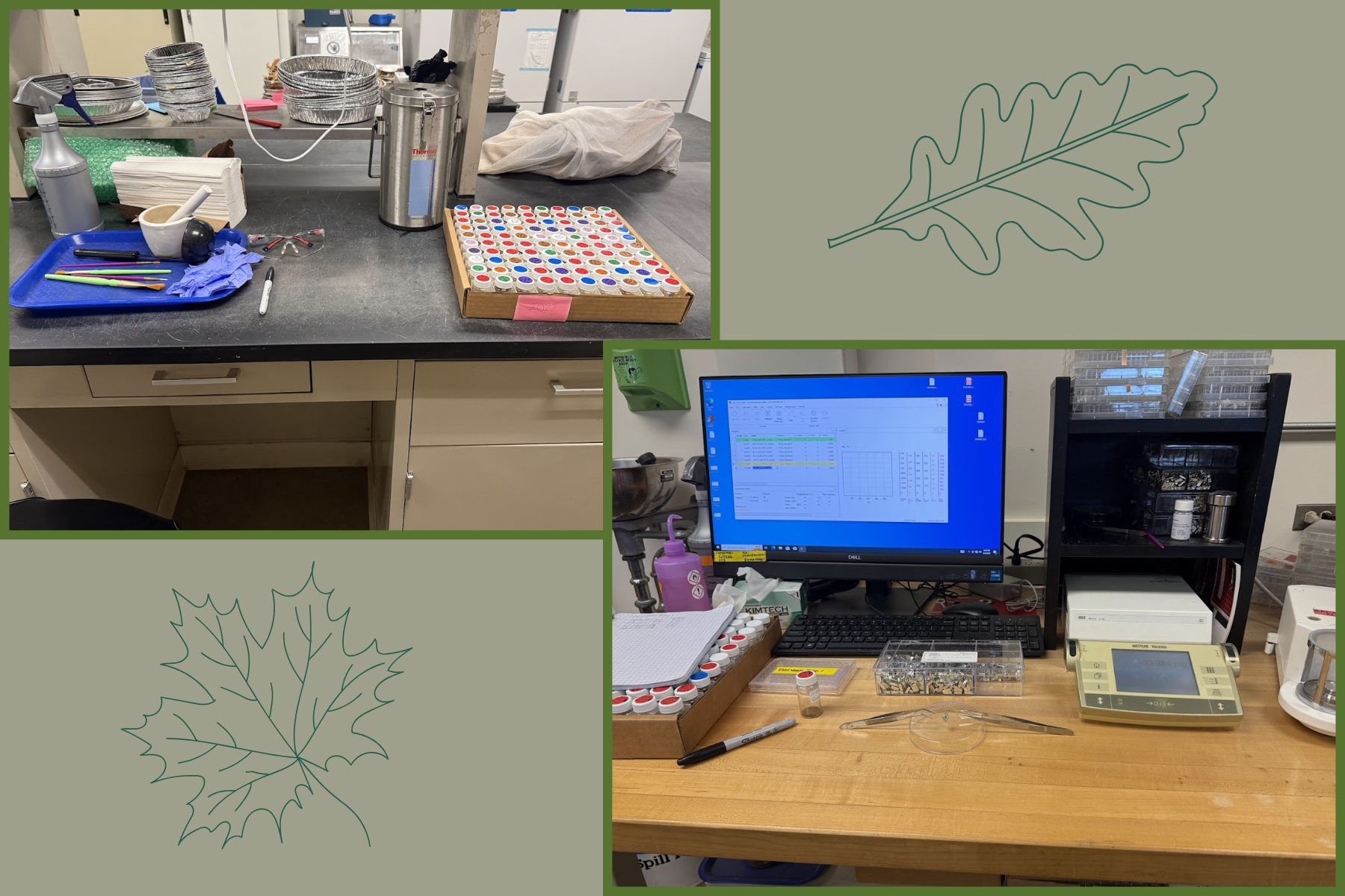 The Morton Arboretum