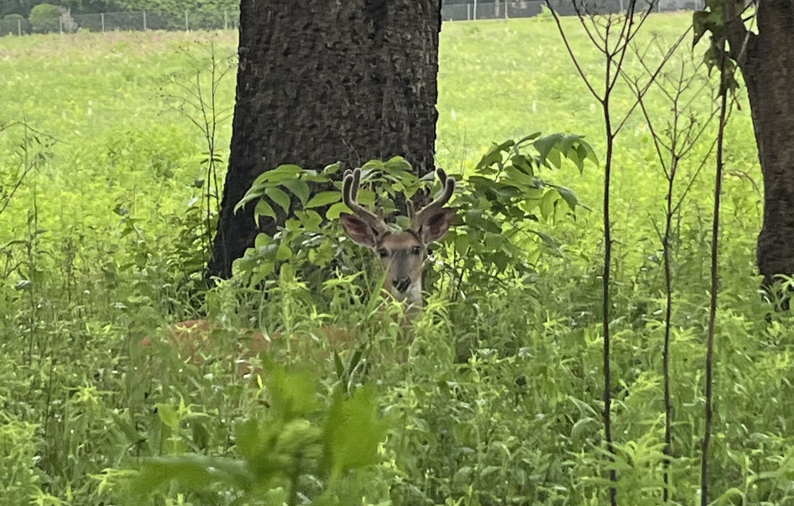The Morton Arboretum