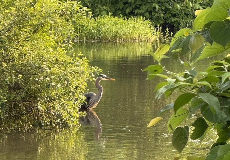 The Morton Arboretum
