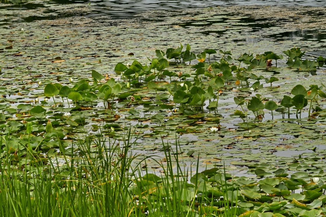 The Morton Arboretum