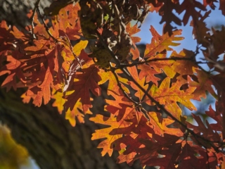 The Morton Arboretum