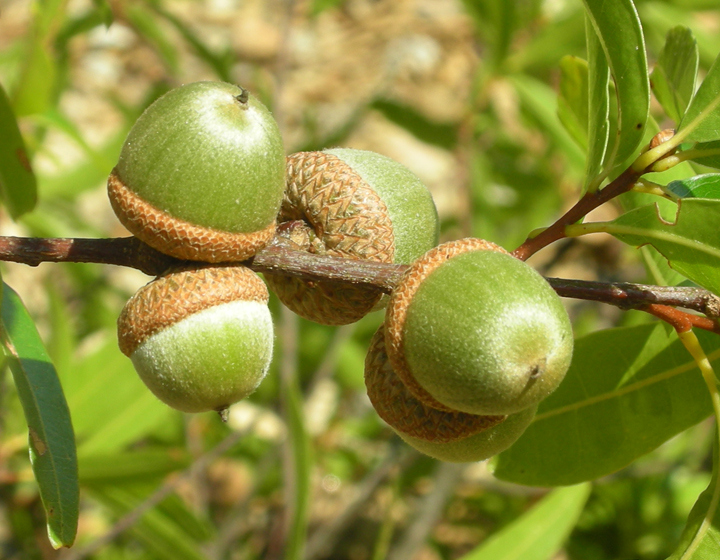 The Morton Arboretum