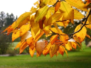 The Morton Arboretum