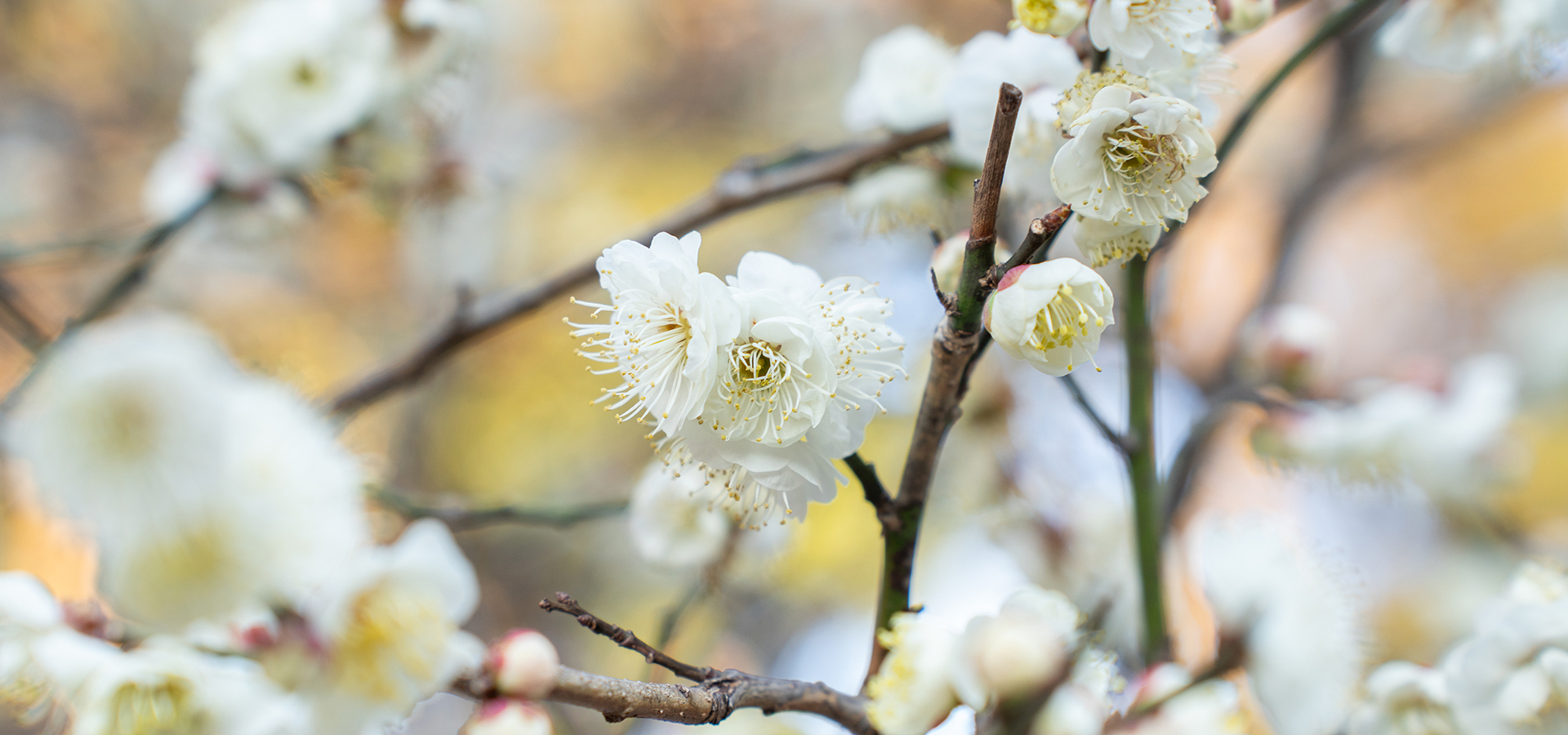 The Morton Arboretum