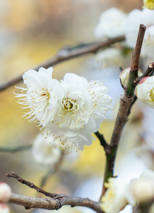 The Morton Arboretum