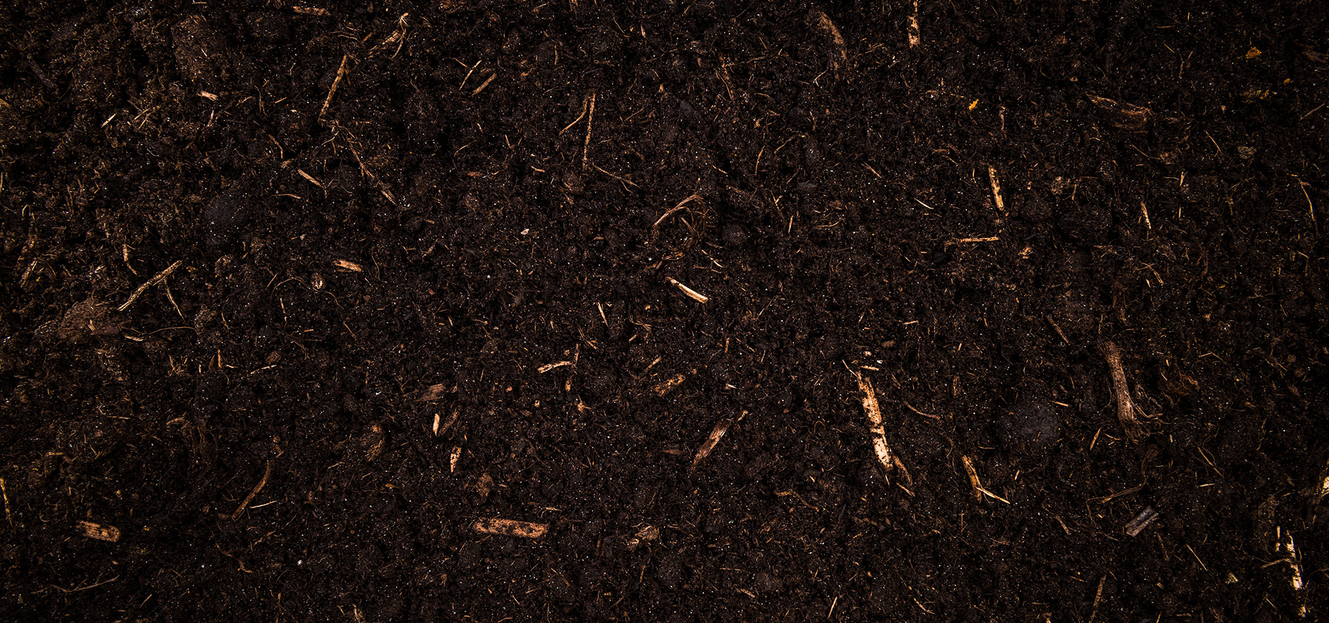 The Morton Arboretum