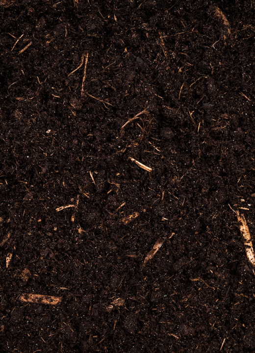 The Morton Arboretum