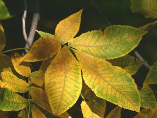 The Morton Arboretum