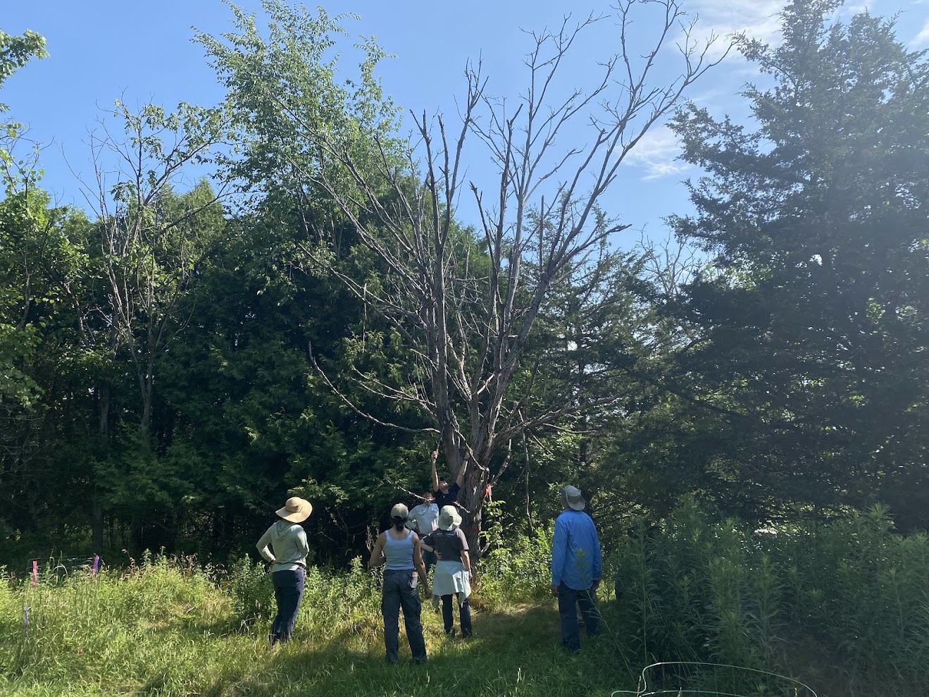 The Morton Arboretum