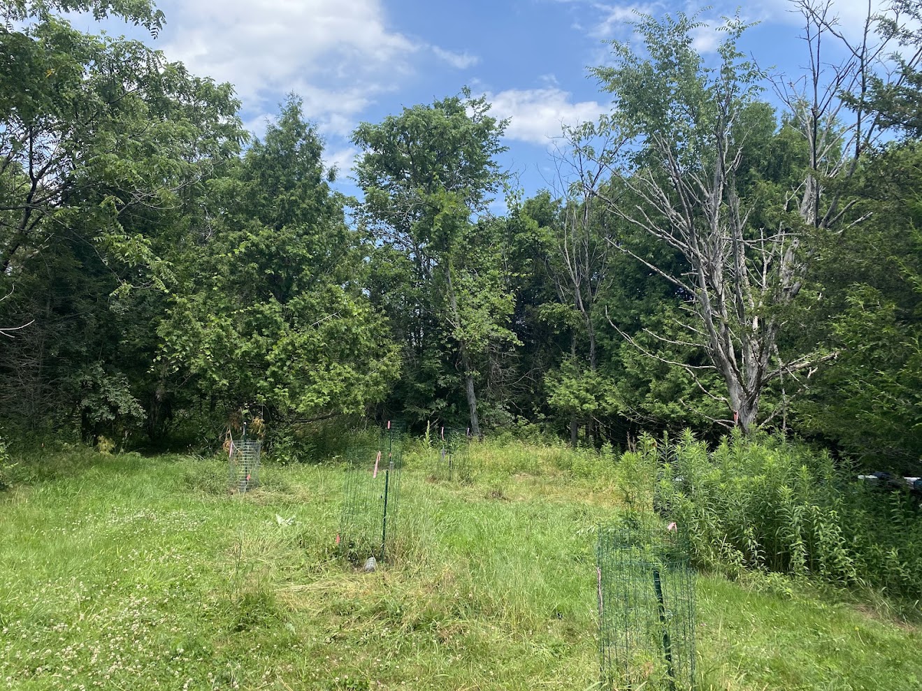 The Morton Arboretum