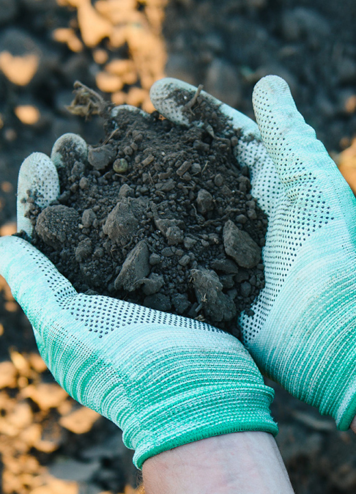 The Morton Arboretum
