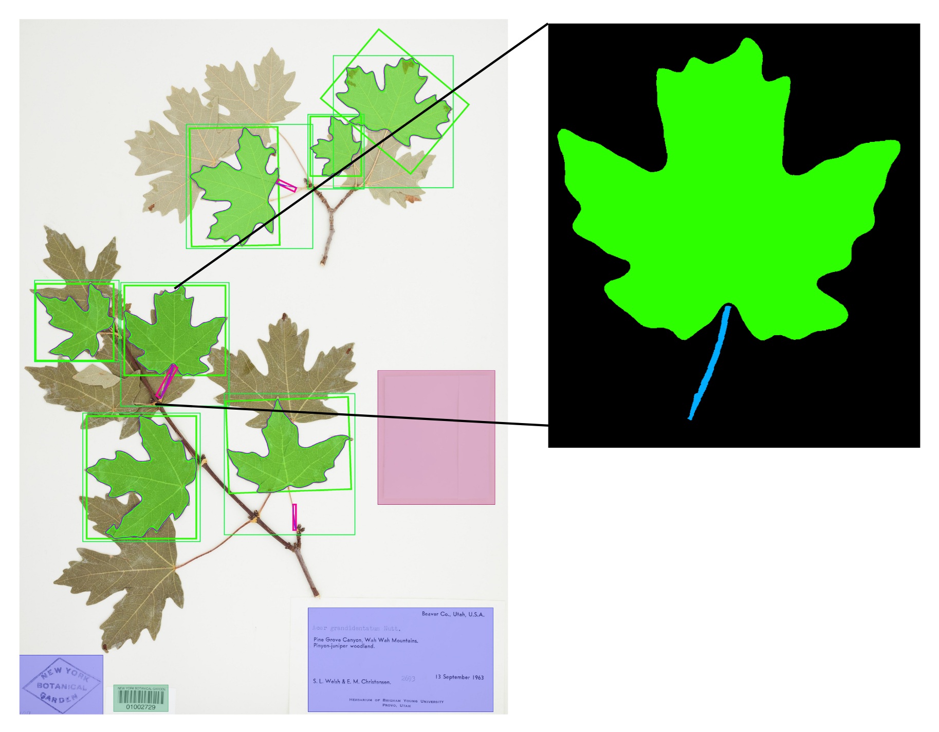 The Morton Arboretum