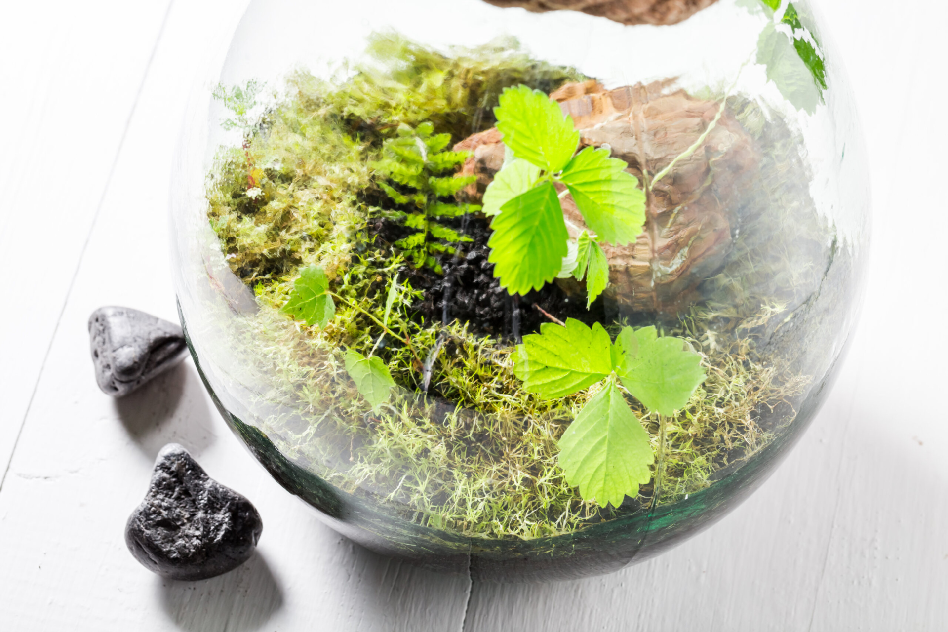 The Morton Arboretum