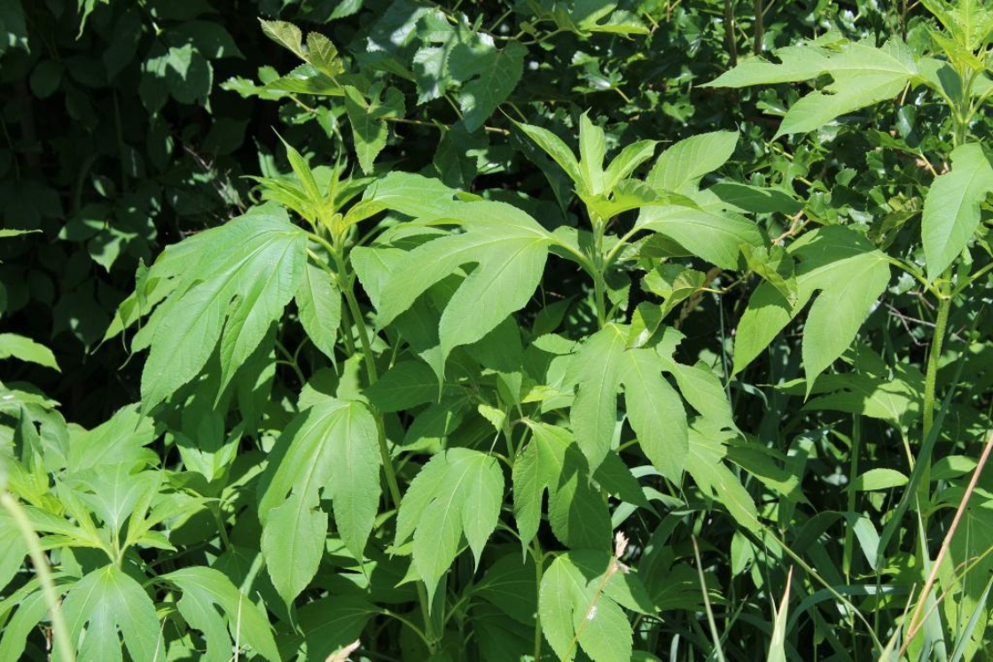 The Morton Arboretum