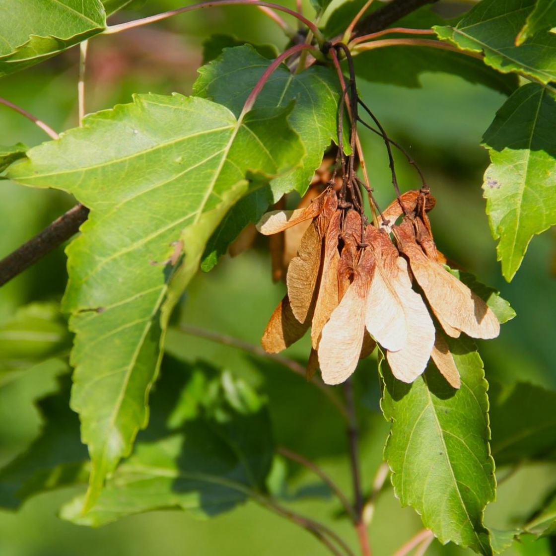 The Morton Arboretum