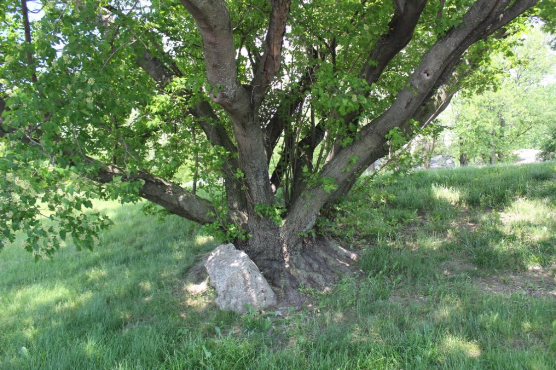 The Morton Arboretum