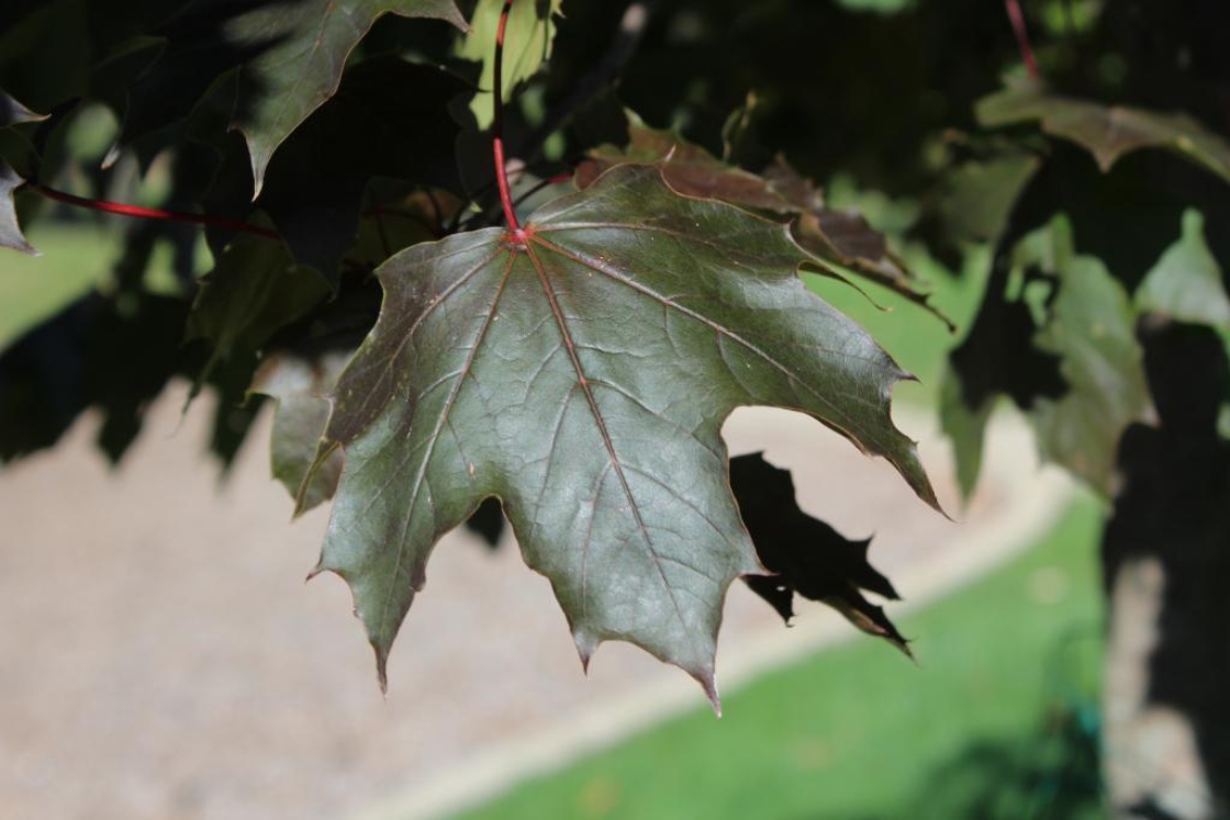 The Morton Arboretum