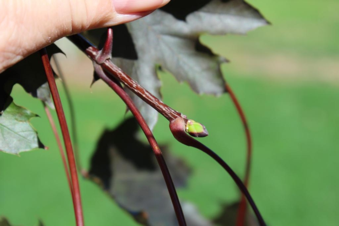 The Morton Arboretum