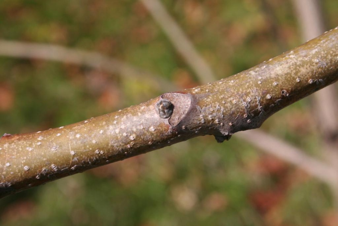 The Morton Arboretum