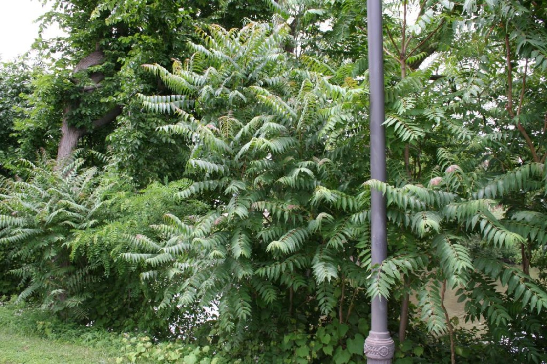 The Morton Arboretum