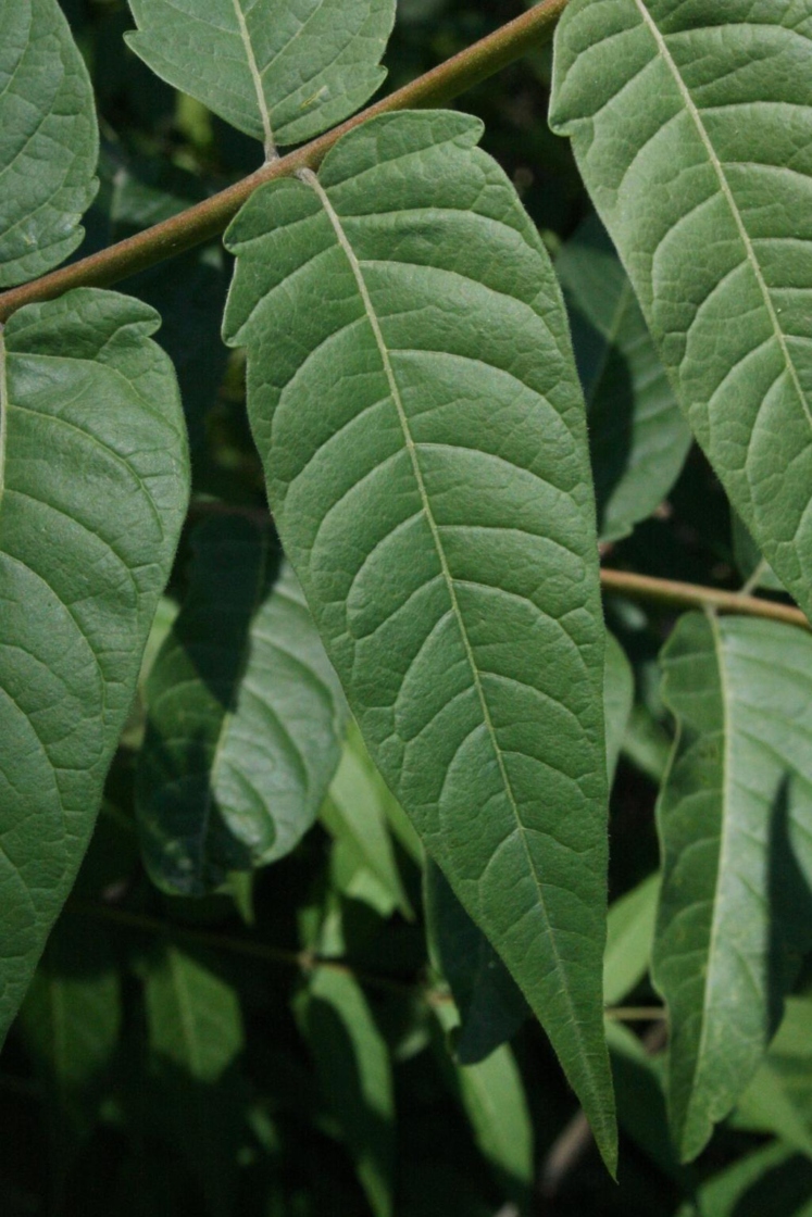 The Morton Arboretum