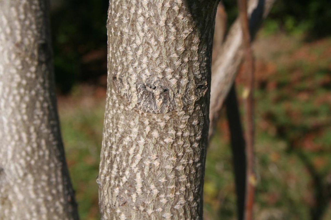 The Morton Arboretum
