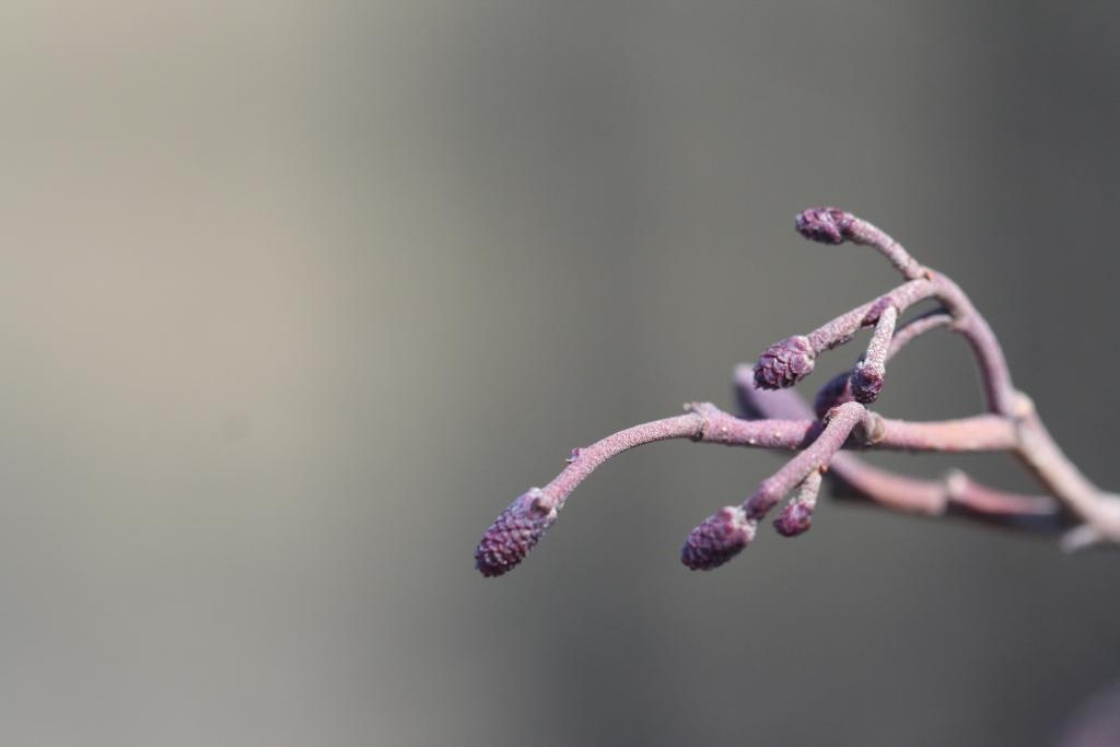 The Morton Arboretum