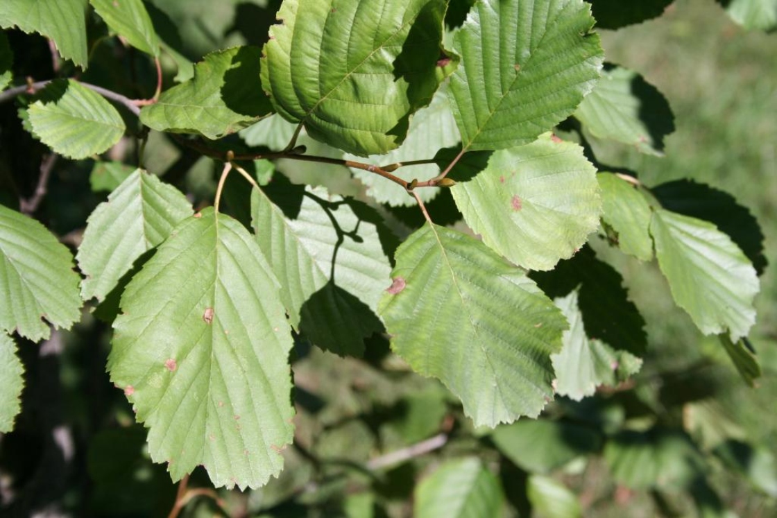 The Morton Arboretum
