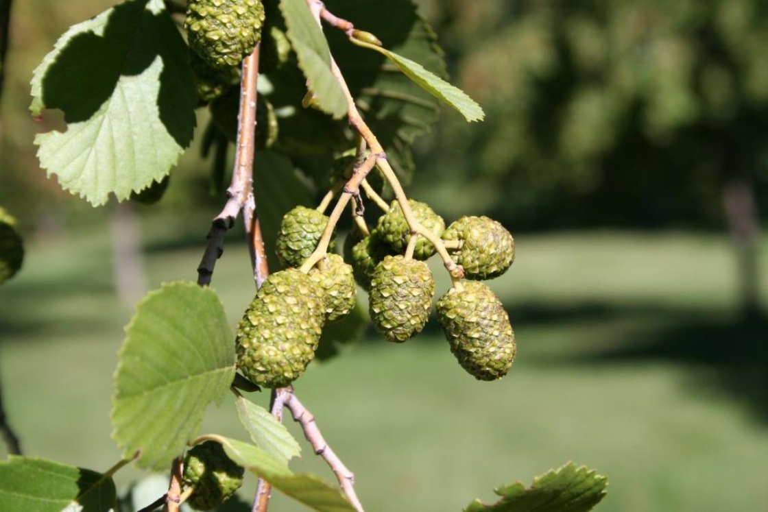 The Morton Arboretum