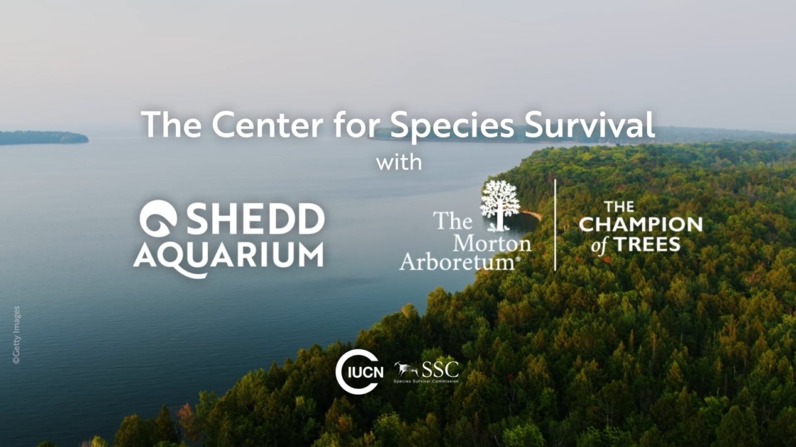 The Morton Arboretum