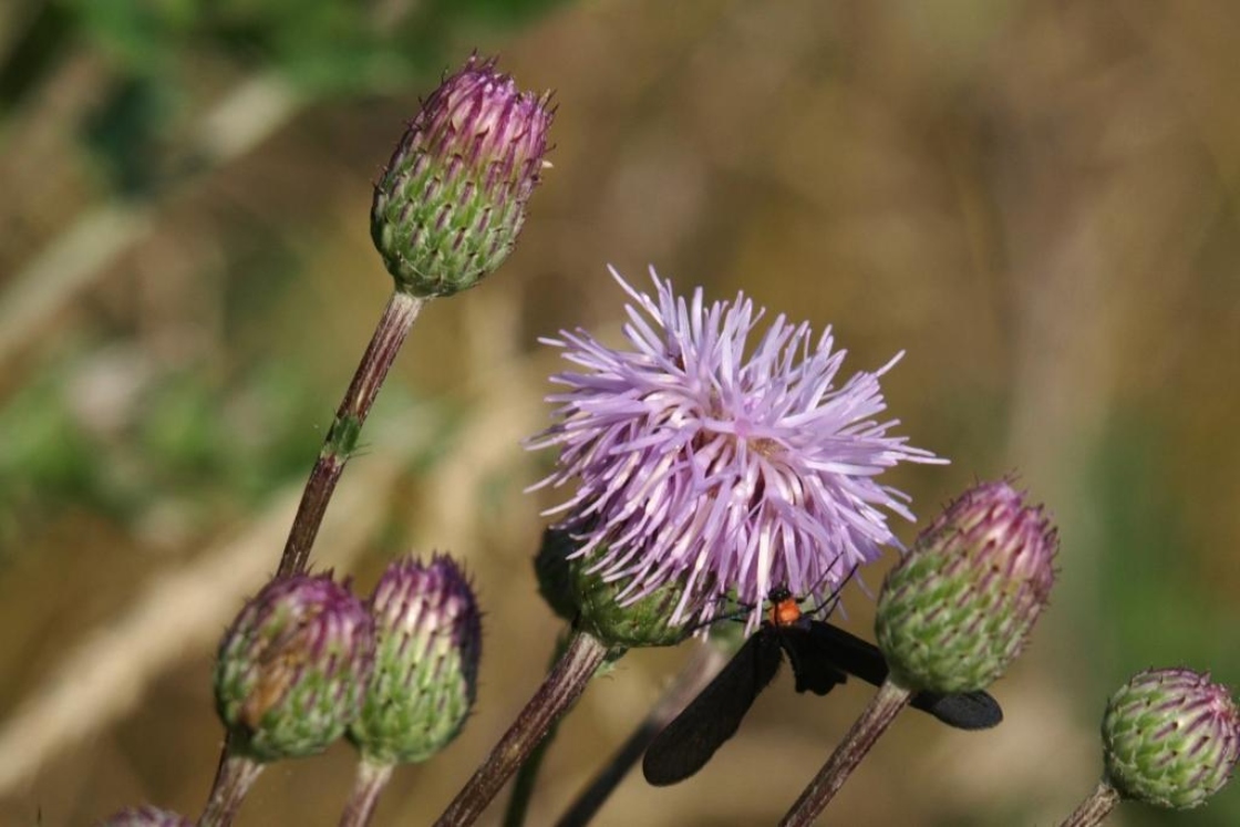 The Morton Arboretum