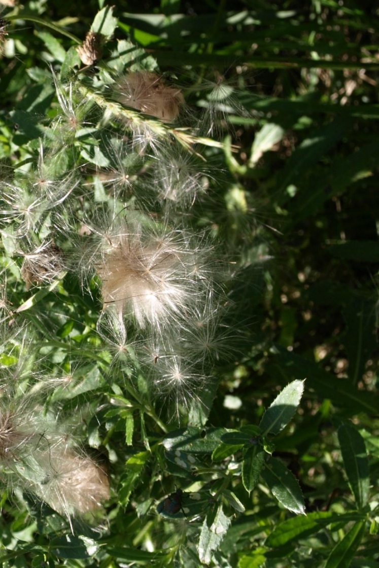 The Morton Arboretum