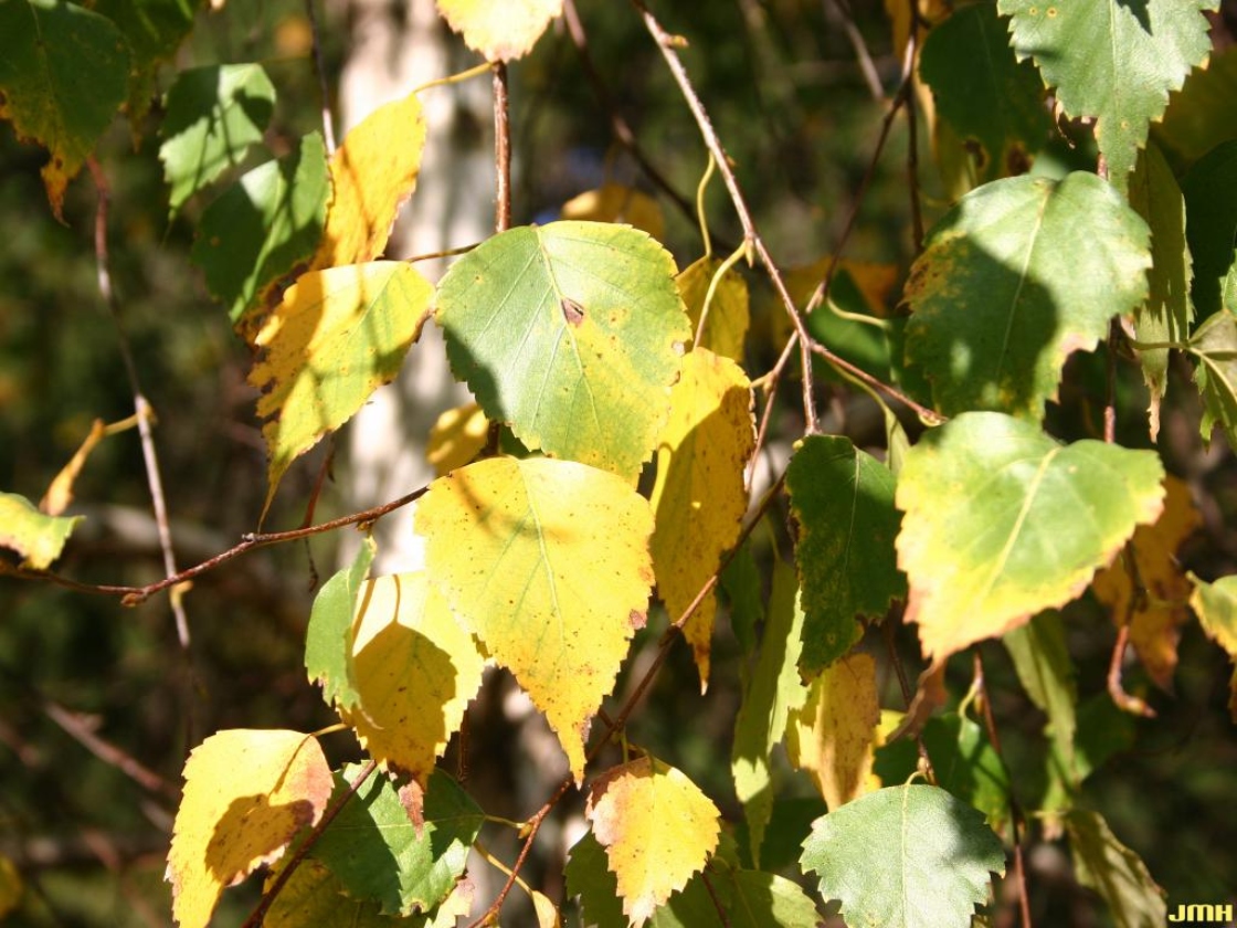 The Morton Arboretum