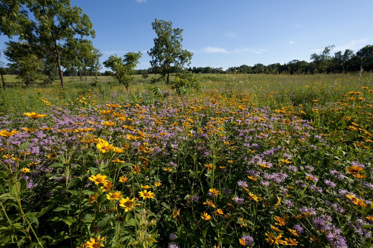 The Morton Arboretum