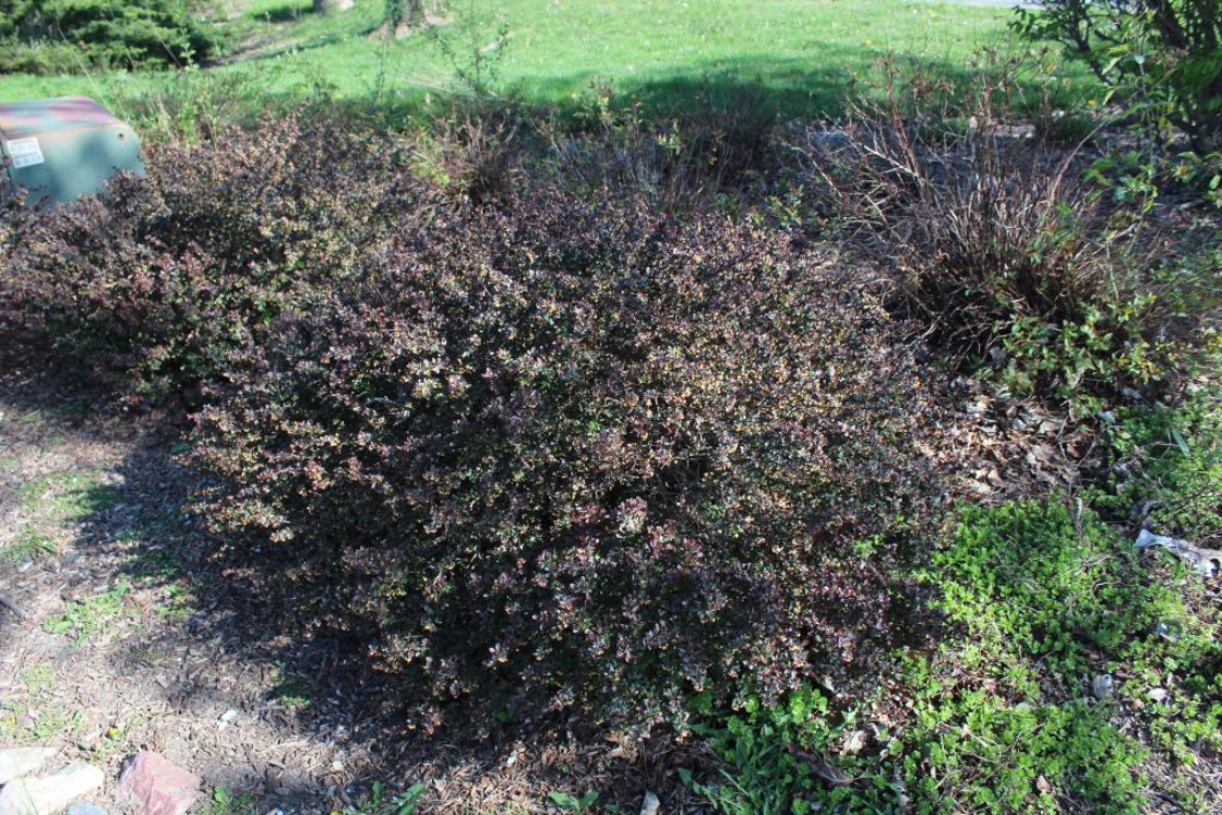 The Morton Arboretum