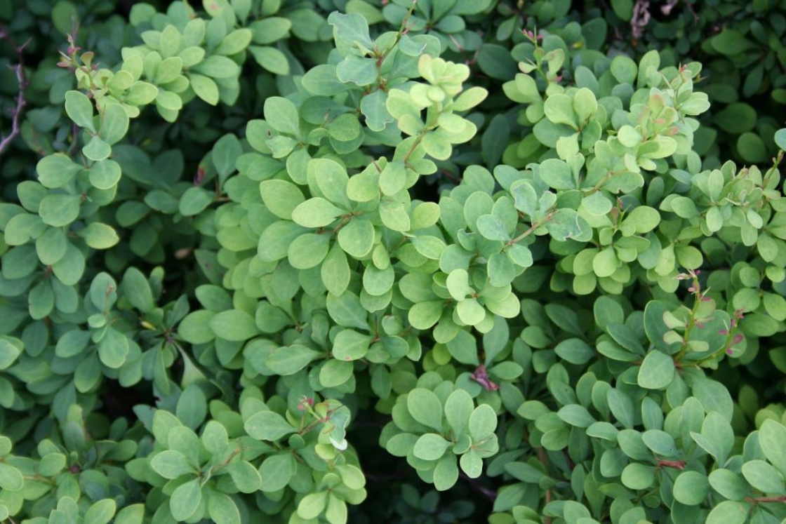 The Morton Arboretum