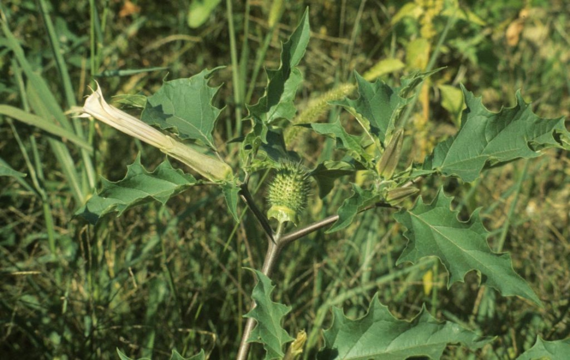 The Morton Arboretum