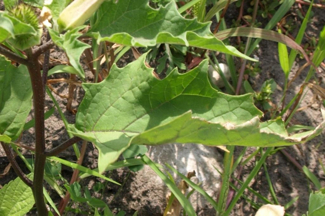 The Morton Arboretum